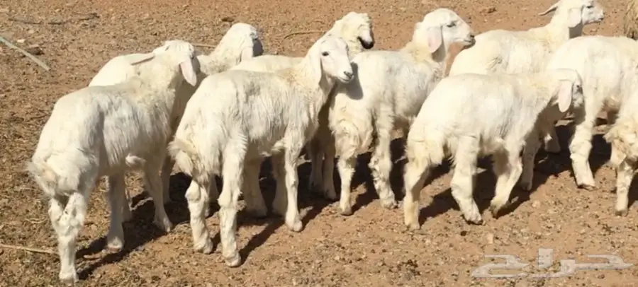  خرفان حريات للبيع (image 1)
