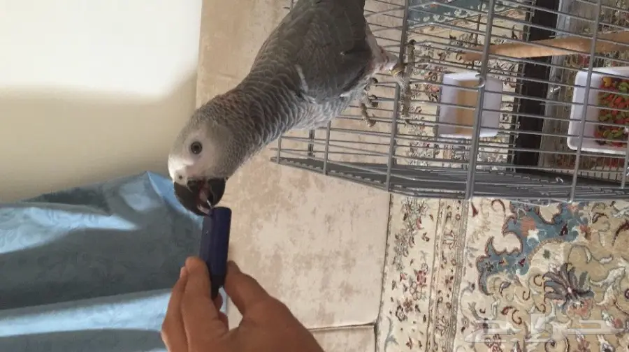 فرخ كاسكو جامبو و طفرة نادرة  (image 2)