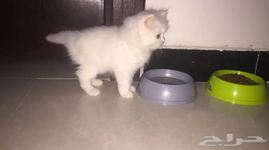 قط شيرازي للبدل بكلب زينة
