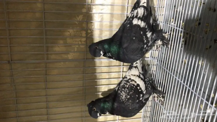 فراشة اسود  (image 1)