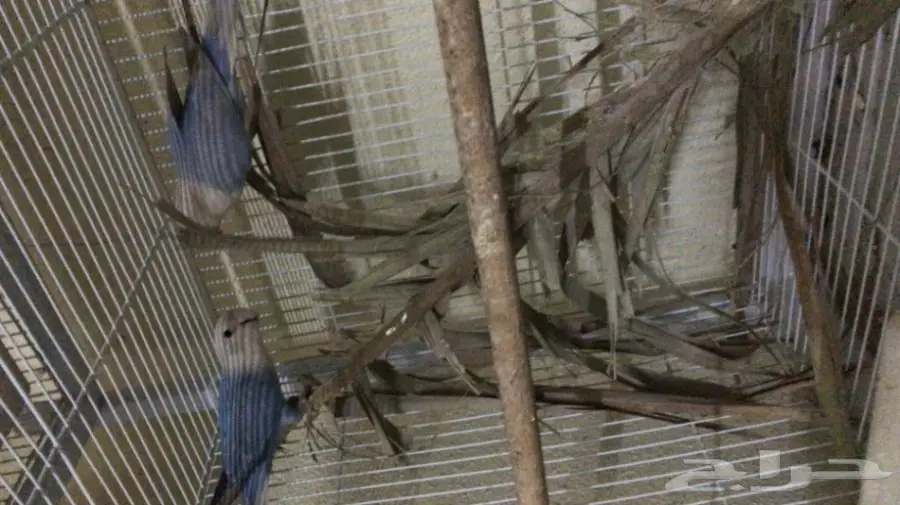 جوز فايلوت اوبلاين 