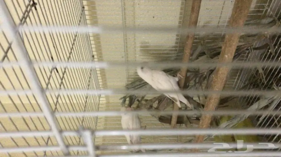 جوز فايلوت اوبلاين  (image 1)