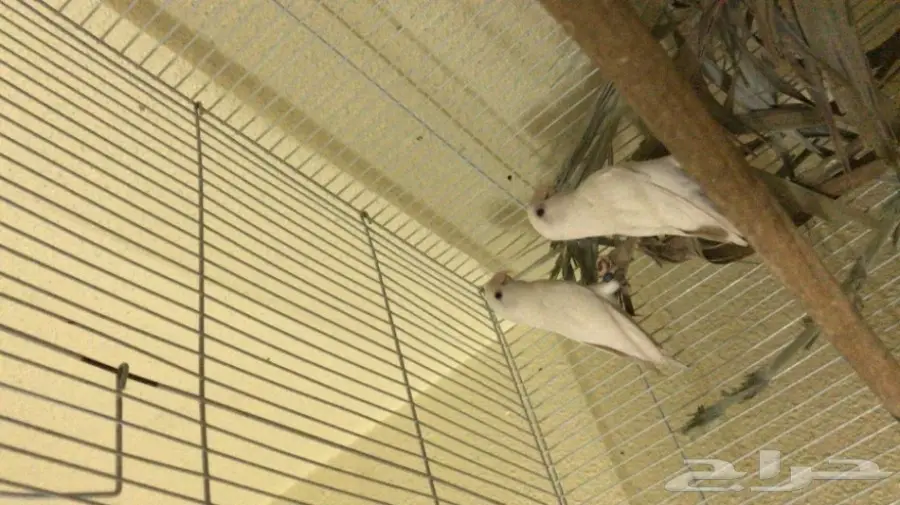 جوز فايلوت اوبلاين  (image 2)