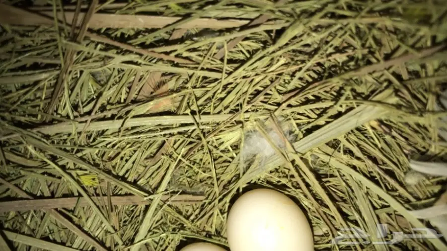 جوز فايلوت اوبلاين  (image 3)