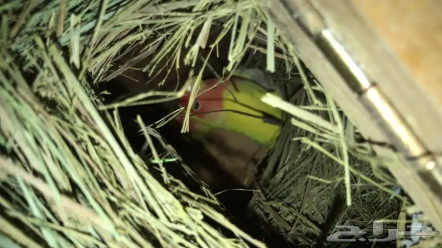 جوز فايلوت اوبلاين  (image 4)