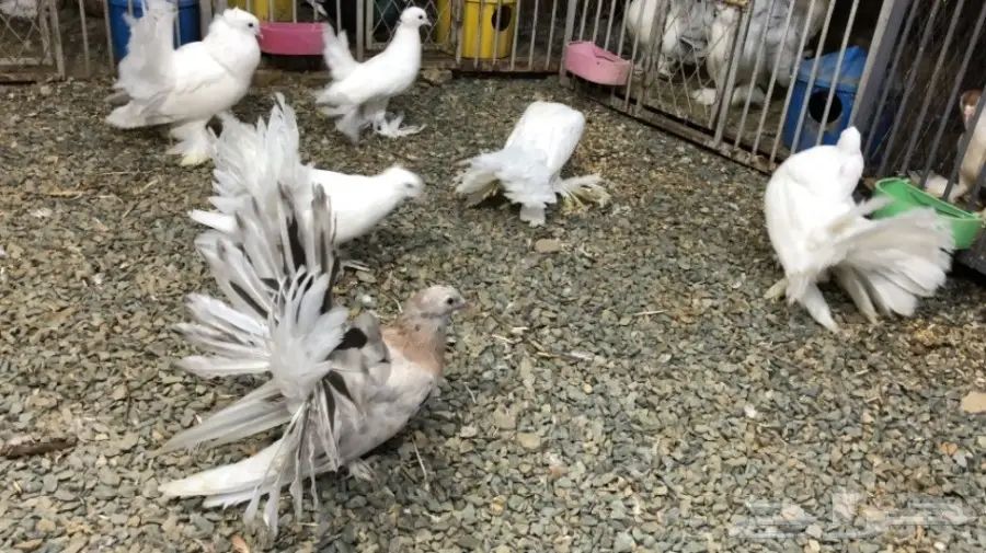 مجموعة رقاصيات للبيع بالجملة مع نفاخ واحد  (image 4)