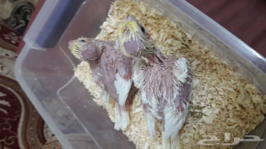 فروخ كروان لاتينو