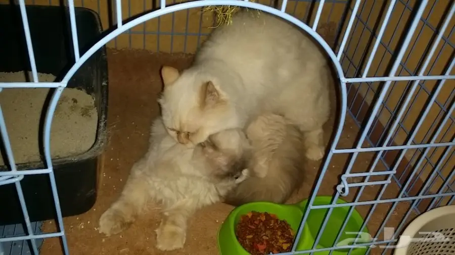 فحل هيمالايا هاف بيكي اورانج (image 2)