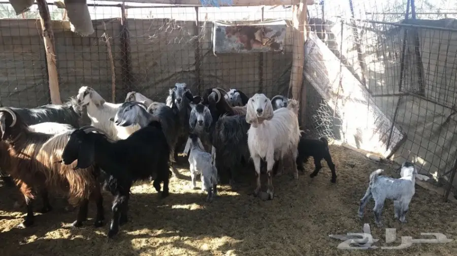 ماعز عرضيات للبيع  (image 2)