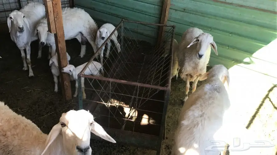 للبيع عدد 53 غنم حريات مراح واحد فيها 6 وليد 