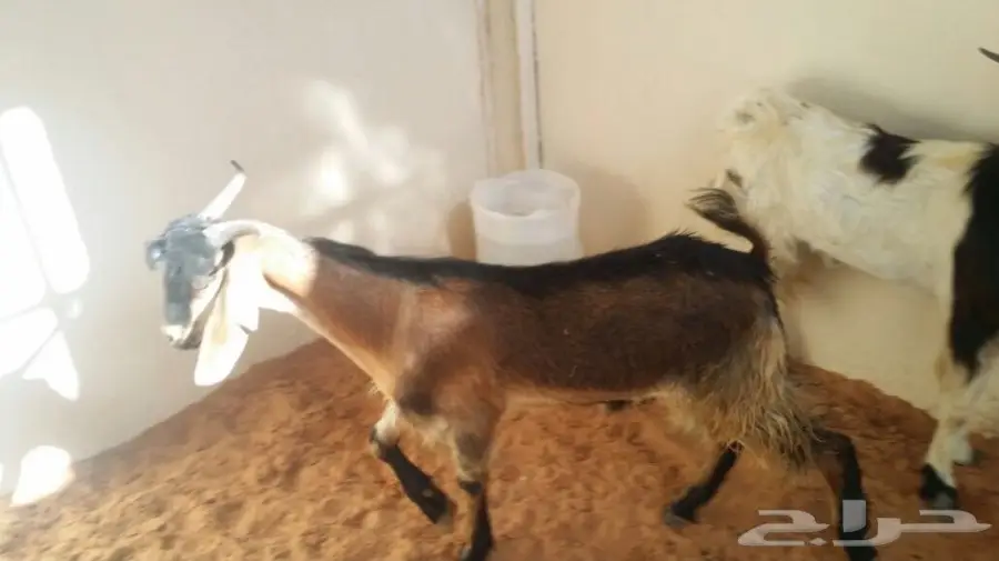 تيسين للبيع (image 2)