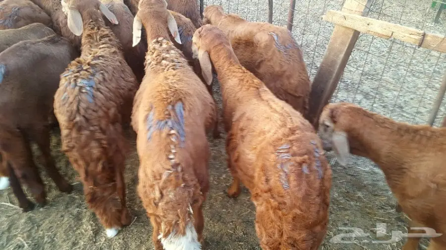 طليان سواكن حمريات تربية مقفلة (image 2)