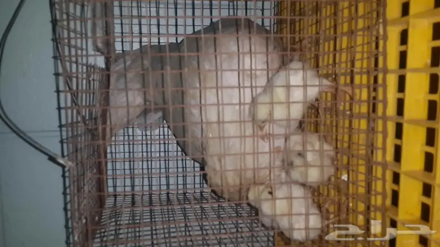 دجاجة بلدي - حضانة مثالية! (image 2)