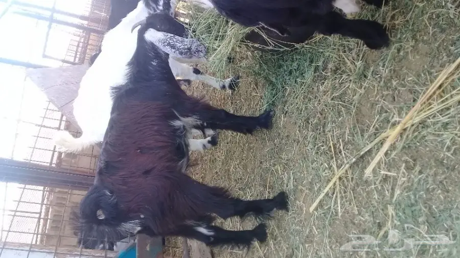 جفره لاهل الكشتات  (image 1)