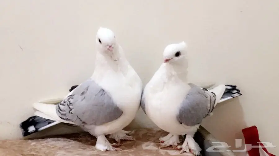 طبه حب رمان ازرق TOP