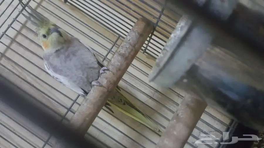 طائر كروان  (image 1)