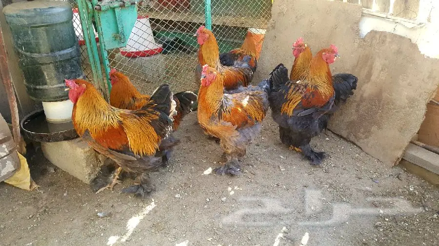 براهما (image 1)