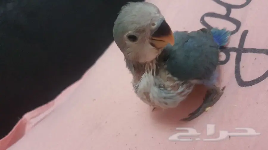 فرخين روز مجانين غر لاهل الهدد (image 1)