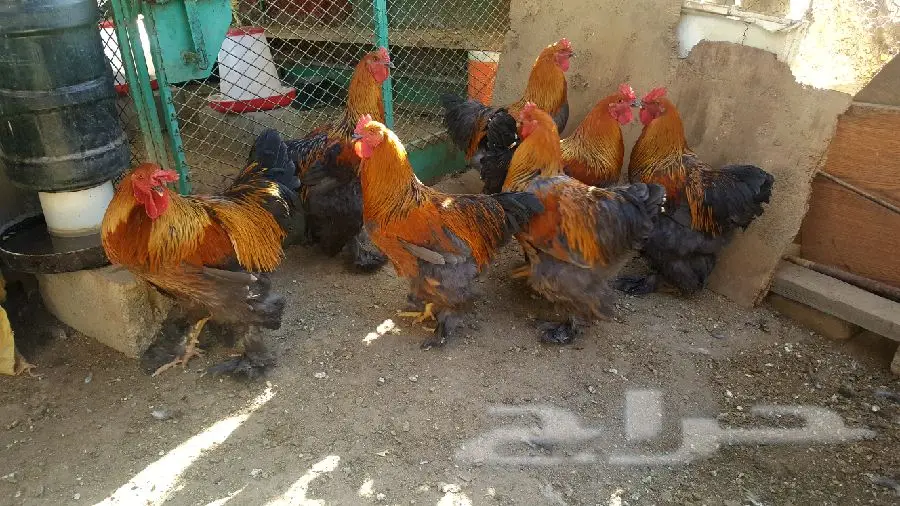 براهما (image 3)