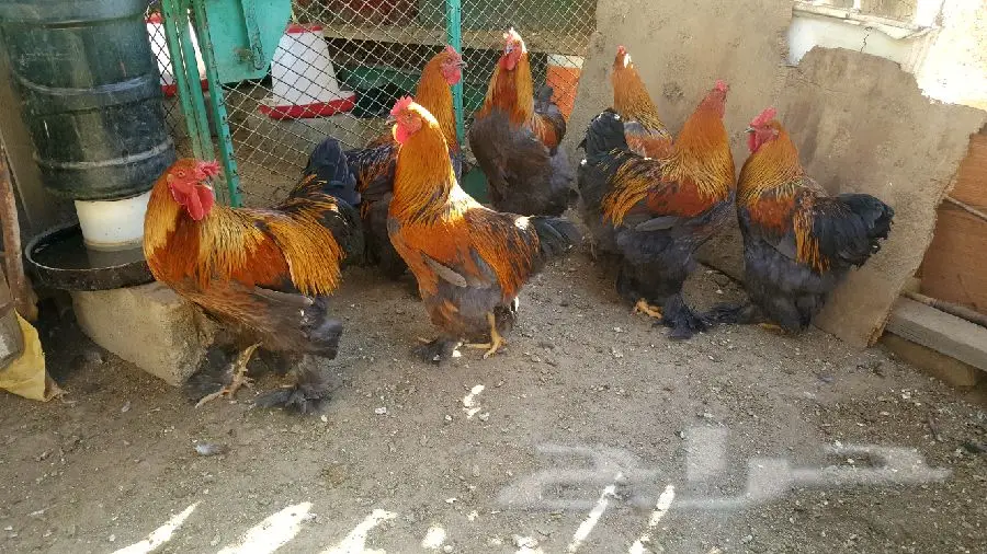 براهما (image 2)