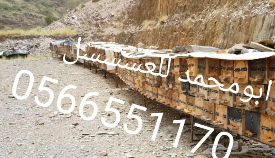 عسل سدر أصلي- عسل سمره حياكم عروض بسعر الجملة (image 17)