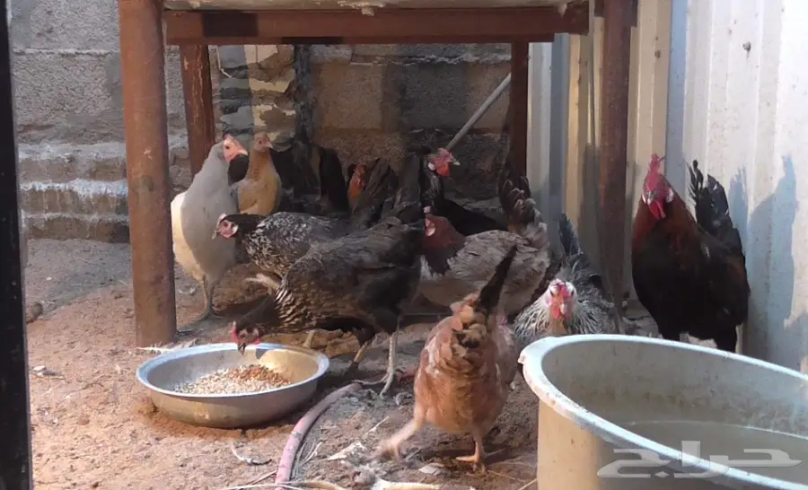 دجاج بلدى  (image 2)