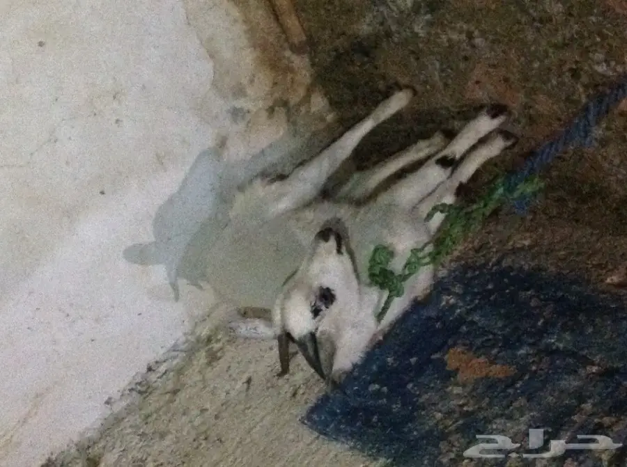 تيس للبيع جذع