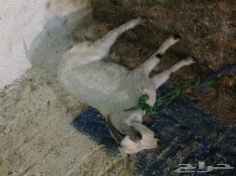 تيس للبيع جذع (image 1)