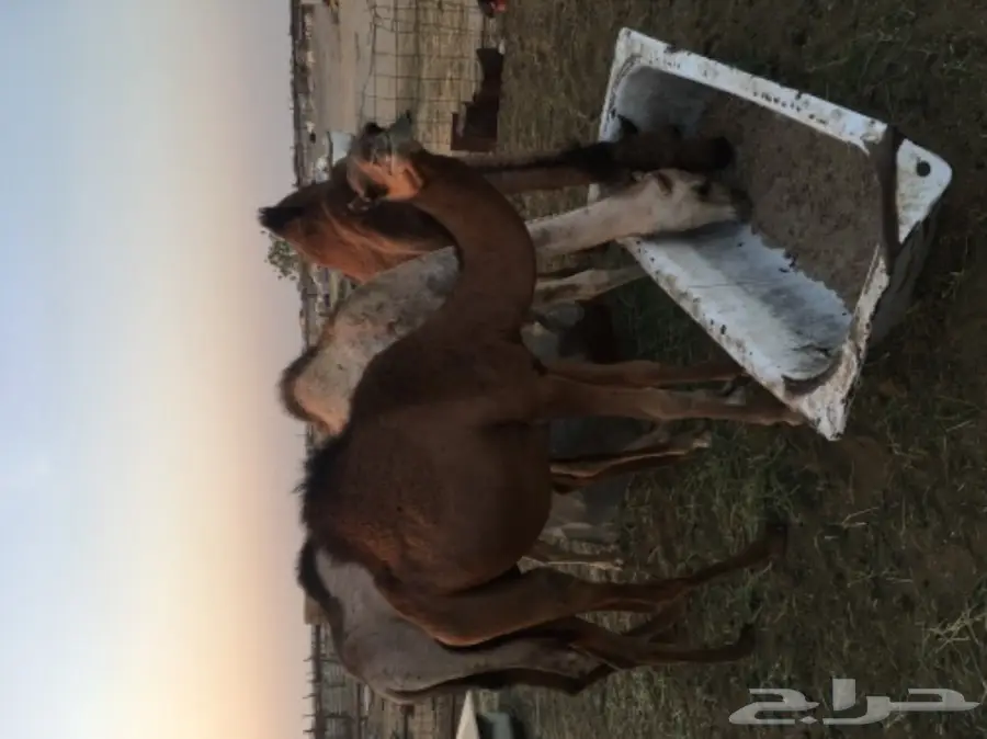 قعود ساحلي طيب