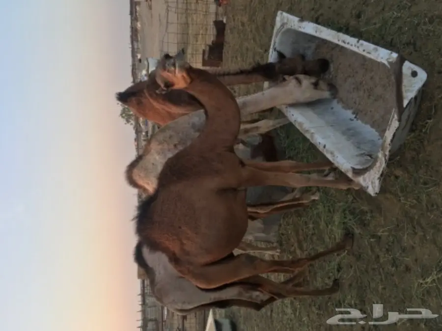 قعود ساحلي طيب (image 1)