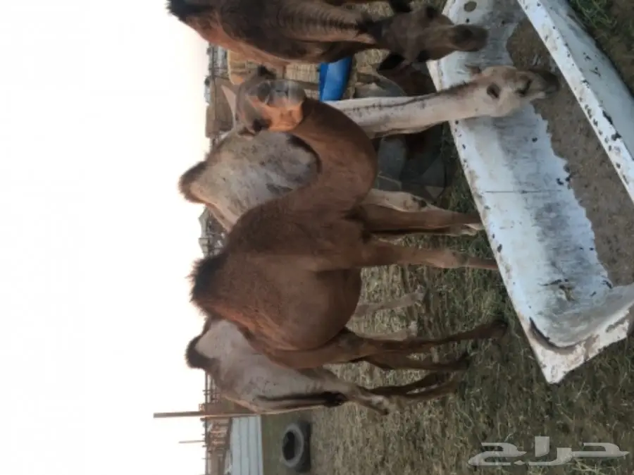 قعود ساحلي طيب (image 2)