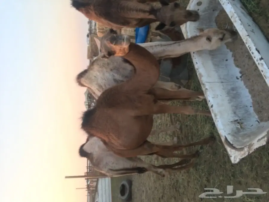 قعود ساحلي طيب (image 3)