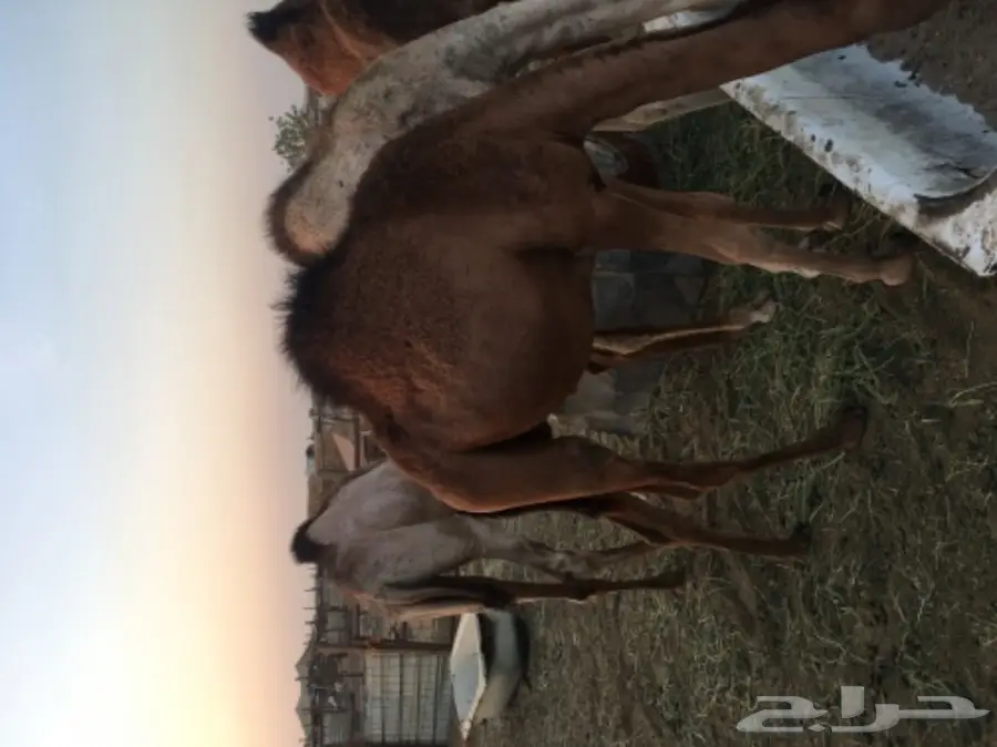 قعود ساحلي طيب (image 4)