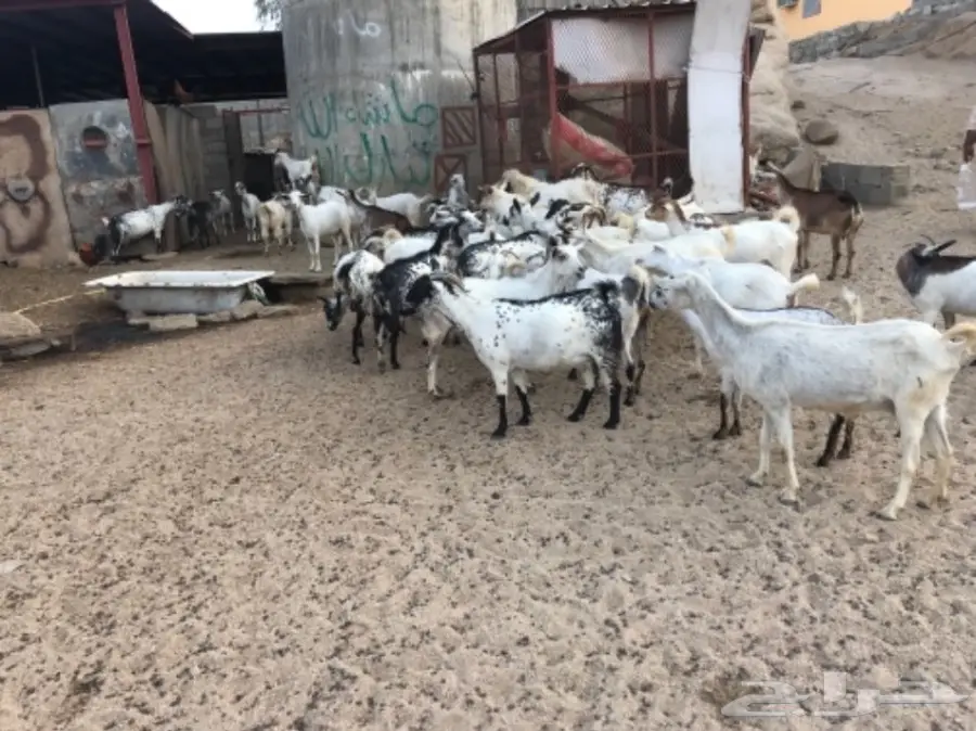 غنم للبيع  (image 1)