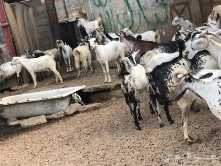 غنم للبيع  (image 2)
