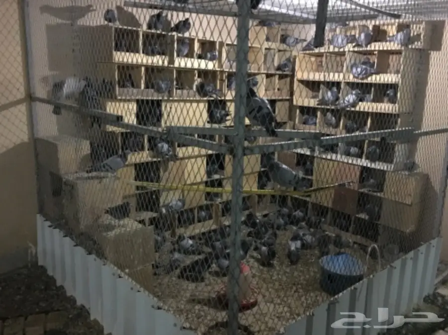  للبيع حمام زاجل مع المخافق