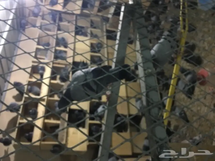  للبيع حمام زاجل مع المخافق (image 1)