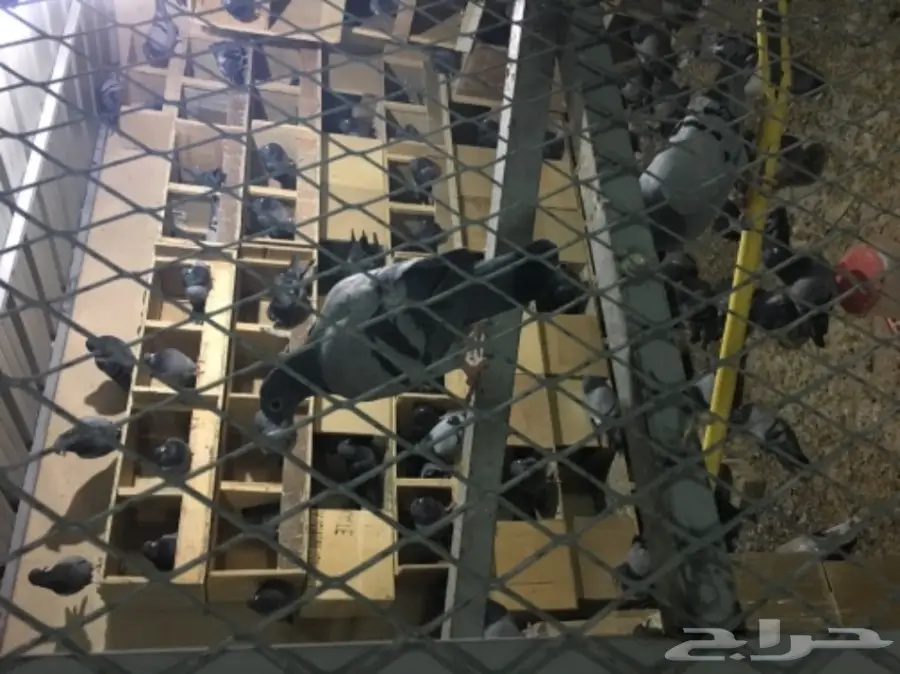  للبيع حمام زاجل مع المخافق (image 2)
