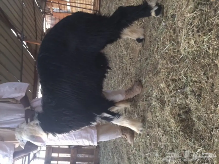 نجدي للبيع (image 1)