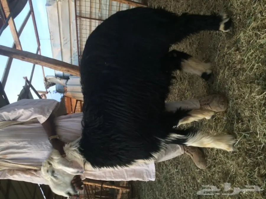 نجدي للبيع (image 2)