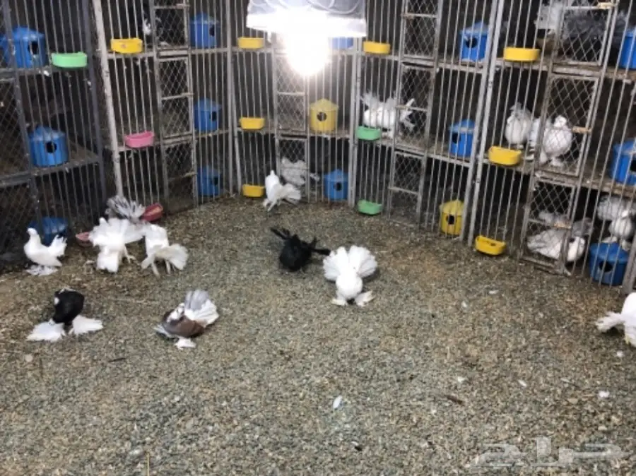 مجموعة رقاصيات للبيع بالجملة مع نفاخ واحد 