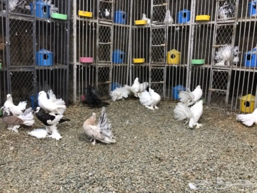 مجموعة رقاصيات للبيع بالجملة مع نفاخ واحد  (image 1)