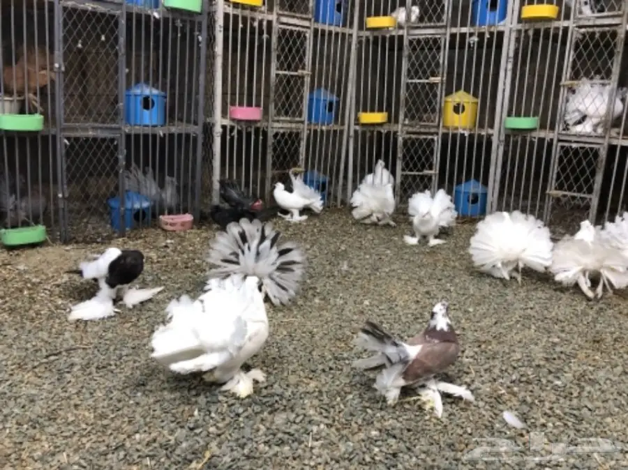 مجموعة رقاصيات للبيع بالجملة مع نفاخ واحد  (image 2)