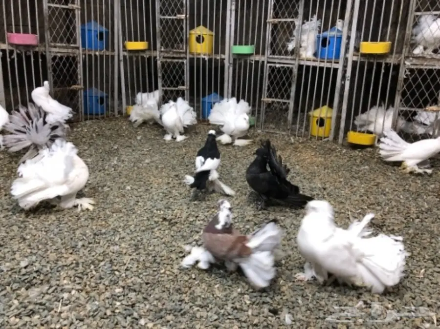 مجموعة رقاصيات للبيع بالجملة مع نفاخ واحد  (image 3)