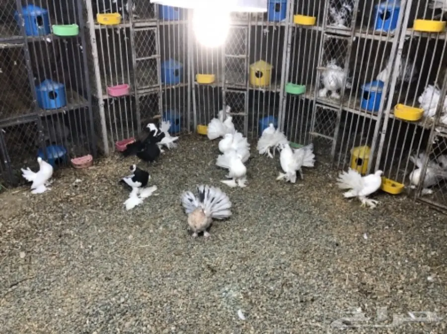 مجموعة رقاصيات للبيع بالجملة مع نفاخ واحد  (image 5)