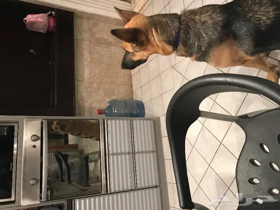 جيرمن شيبرد للبيع بسعر مغري  (image 3)