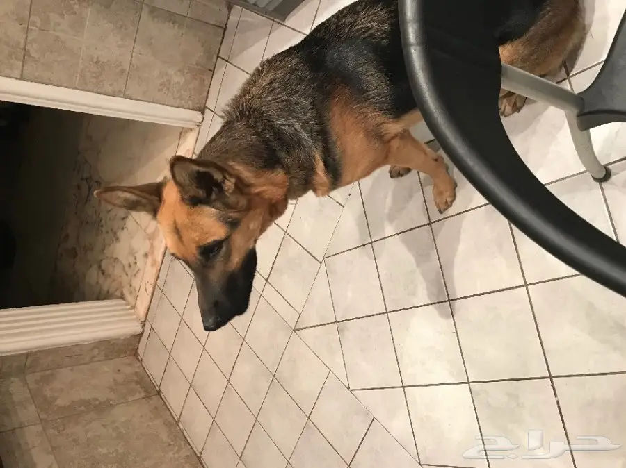 جيرمن شيبرد للبيع بسعر مغري  (image 4)