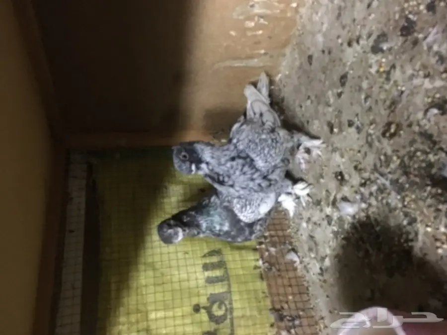 للبيع زوج فراشه تايقر  