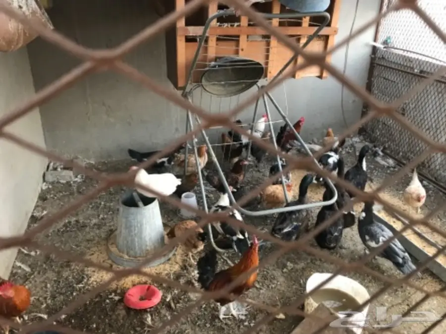 دجاج بلدي بياض وبط بأسعار مغريه 