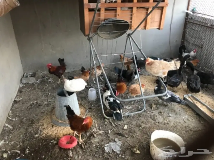 دجاج بلدي بياض وبط بأسعار مغريه  (image 1)